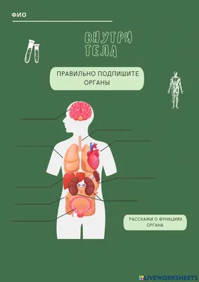 Органы человека и здоровье. Инфографика - Госпиталь микрохирургии глаза  доктора А. Исманкулова