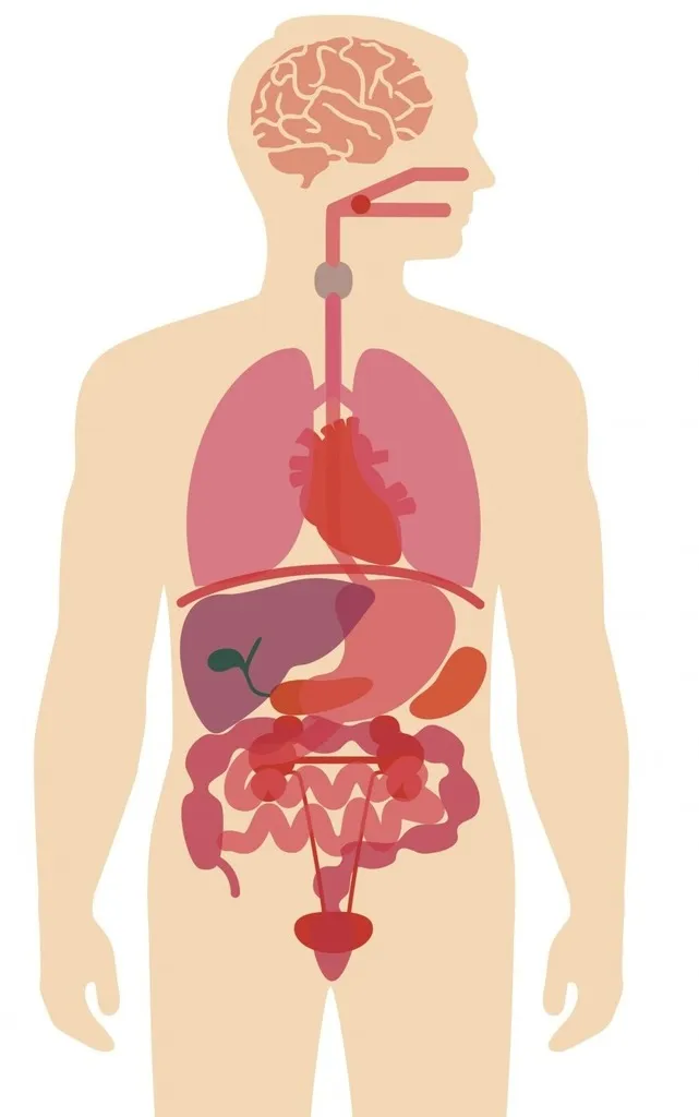 Картинка органов человека