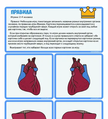 Как нарисовать внутренние органы человека - 16 фото