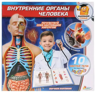 Сколько органов внутри человека и без каких можно жить? - 