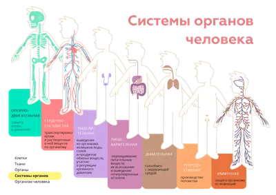 Внутренние органы человека: описание, расположение