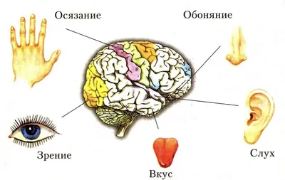 Органы чувств человека картинки