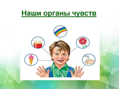 Детский сад №29: Наши помощники – органы чувств