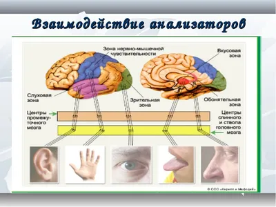 Развивающие игры для детей "Пять органов чувств"