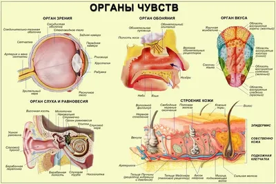 Органы чувств - 3D-сцены - Цифровое образование и обучение Мozaik