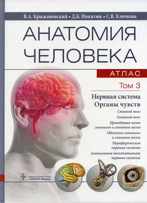 Анатомия человека. атлас. Учебное пособие. В 3 т. Т. 3. Нервная система. Органы  чувств | Никитюк Дмитрий Борисович, Крыжановский Валерий Анатольевич -  купить с доставкой по выгодным ценам в интернет-магазине OZON (384099173)