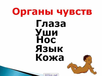 Следующая лекция "Эстезиология: органы чувств" (курса "Анатомия человека")  состоится 30 декабря! - Центр "Архэ"