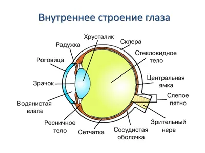 Биология человека, органы чувств, анатомия иллюстрации. лицо подробный  поцелуй или губы, нос и ухо, глаз или взгляд. установить медицинскую науку  или здорового человека. зрение, слух, вкус, обоняние, осязание, взгляд,  европеоид. | Премиум