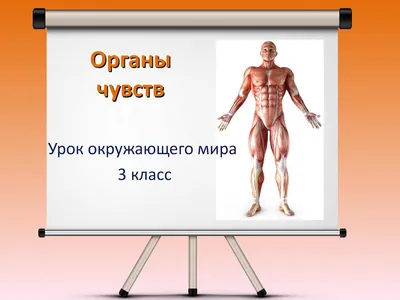 Органы чувств. Строение глаза. Близорукость и дальнозоркость –  онлайн-тренажер для подготовки к ЕНТ, итоговой аттестации и ВОУД