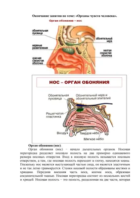 ДОШКОЛЬНИК предлагает РАЗВИТИЕ РЕЧИ. Я и мои чувства, настроение, эмоции +  Я и моё тело: Части тела. Органы чувств. Внутренние органы. Комплект 2 кн.  - Подписка на 2024 дешевле розницы