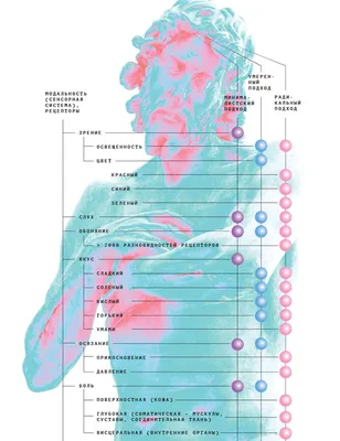 15 Занимательных и коротких фактов про органы чувств | Такой Удивительный  Мир | Дзен