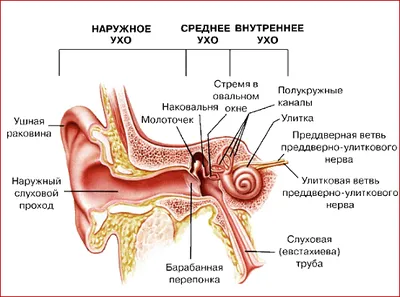 Наши органы чувств | скачать и распечатать