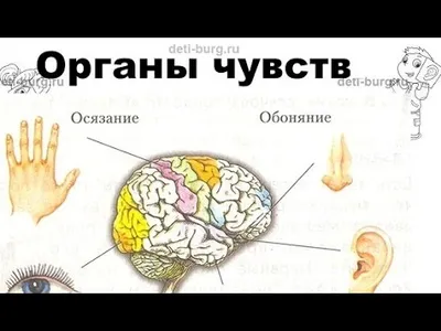 Развивающие игры для детей "Пять органов чувств"