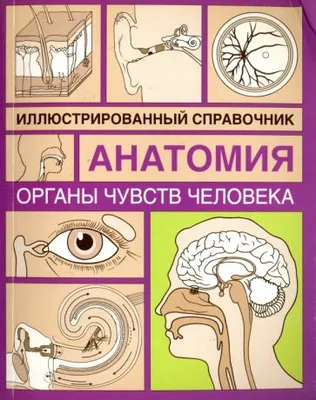 Детский сад №29: Наши помощники – органы чувств