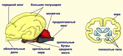 21. Органы чувств млекопитающих