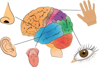 органы чувств - Mind Map