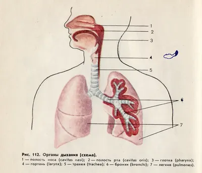 Органы Дыхания Рисунок (49 Фото)