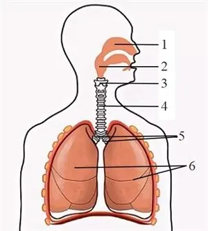 Органы дыхания человека