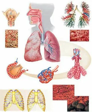 Болезни органов дыхания и их предупреждение - Coolaser Clinic