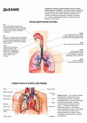 Дыхание. Органы дыхания - плакат (ID#1602278477), цена: 31 ₴, купить на  
