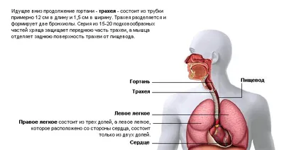 Значение дыхания. Система органов дыхания - Биология. 8 класс. Мищук