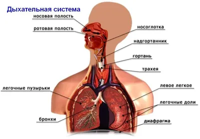 Какие продукты необходимы для здоровья органов дыхания | Бутерброд/Подборка  продуктов | Дзен