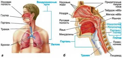 Биология. Современная иллюстрированная энциклопедия. ДЫХАНИЯ ОРГАНЫ