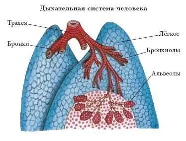 Профилактика заболеваний органов дыхания | Здоровый Гродно