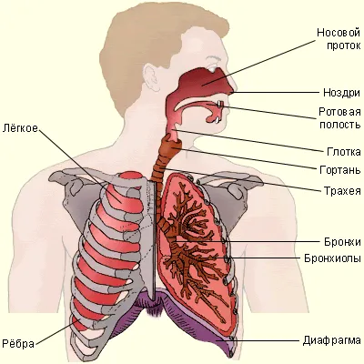 Заболевания органов дыхания