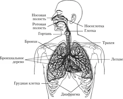 Изготовление наглядного пособия «Органы дыхания человека» с детьми  подготовительной к школе группы (16 фото). Воспитателям детских садов,  школьным учителям и педагогам - Маам.ру