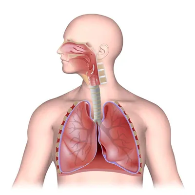 Задание 2. Изобразите в виде схемы органы дыхания у человека и подпишите  органы.помогите - Школьные Знания.com