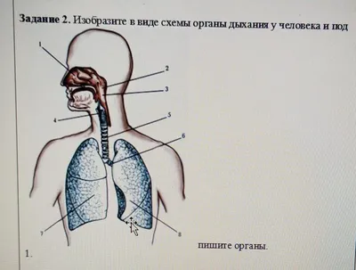 Школьный мир / ОБЩЕЕ ОБРАЗОВАНИЕ / Кабинет биологии / Модели по анатомии /  Модель "Система органов дыхания"