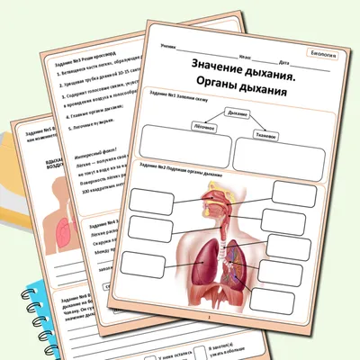 Рабочий лист по биологии по теме "Значение дыхания. Органы дыхания"