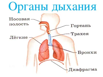 Дышим, гуляем, улыбаемся, машем...