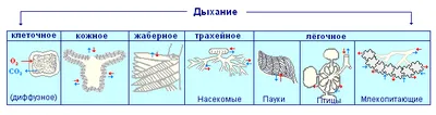 Практическое руководство по болезням органов дыхания • Авдеев С.Н, купить  по низкой цене, читать отзывы в  • Эксмо-АСТ • ISBN  978-5-6047789-1-3, p6816620