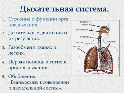 Лечение органов дыхания | MC-MOST