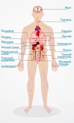 Органы верхней части тела человека PNG , человеческий организм, верхняя  половина тела, орган PNG картинки и пнг PSD рисунок для бесплатной загрузки