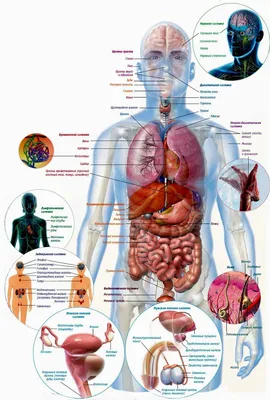 Модель тела человеческого торса, искусственные внутренние органы из ПВХ для  обучения студентам | AliExpress