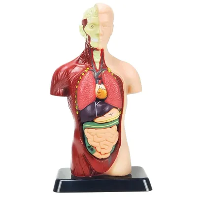 Модель человеческого тела для детей, разноцветная пластиковая модель для  анатомии человеческого туловища, 8 шт., съемная анатомическая кукла с  сердцем и органы | AliExpress