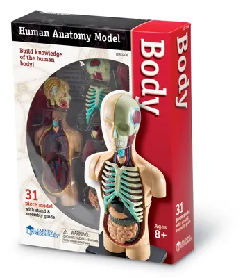 Комплекты таблиц Система органов тела человека - Тело - анатомия человека -  Новая Начальная Школа - современные средства обучения
