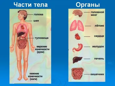 Анатомия для детей набор строение тела человека и внутренние органы для  юных исследователей BabeZonn 25908074 купить в интернет-магазине Wildberries