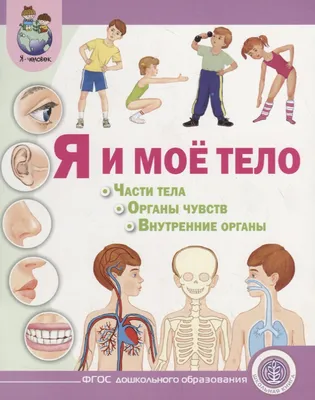 Книга "Первый атлас анатомии человека" - Барсотти | Купить в США – Книжка US