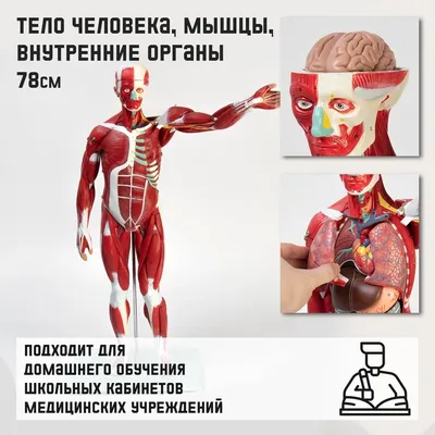 Анатомия человека. Системы и органы