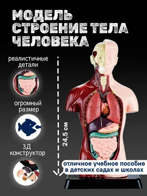 Колбочка Анатомическая модель Строение тела человека Большая органы