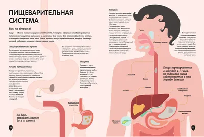 Органы тела» — создано в Шедевруме