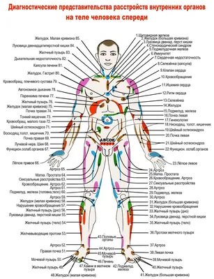 Плакат дидактический. Тело человека.