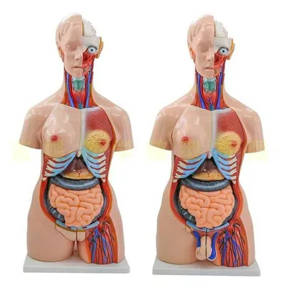Проекционные зоны внутренних органов на теле человека | Сайт  краниосакрального терапевта