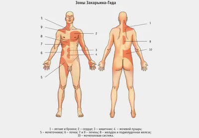 Строение организма человека, клетки, ткани, органы и полости тела