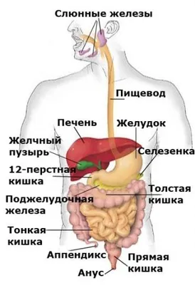 Анатомия : Брюшная полость и полость таза. Брюшина