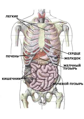 Боль в животе | 